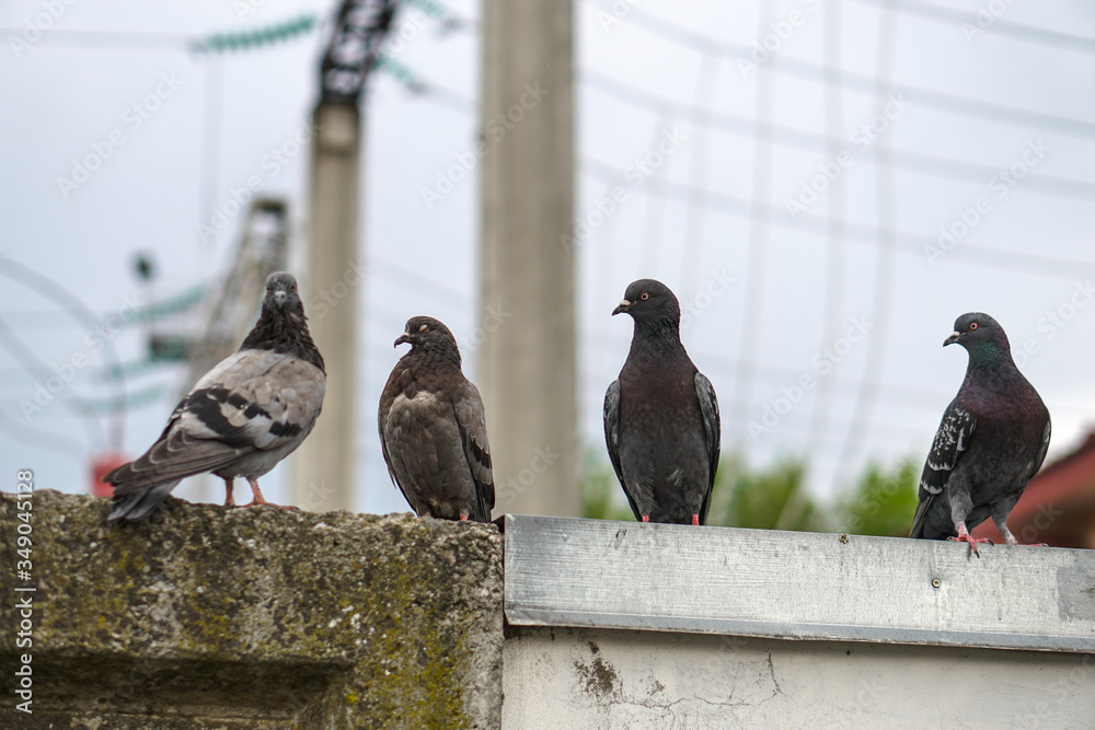 Obraz premium Street pigeons scatter in the city. Animals on the background of architecture