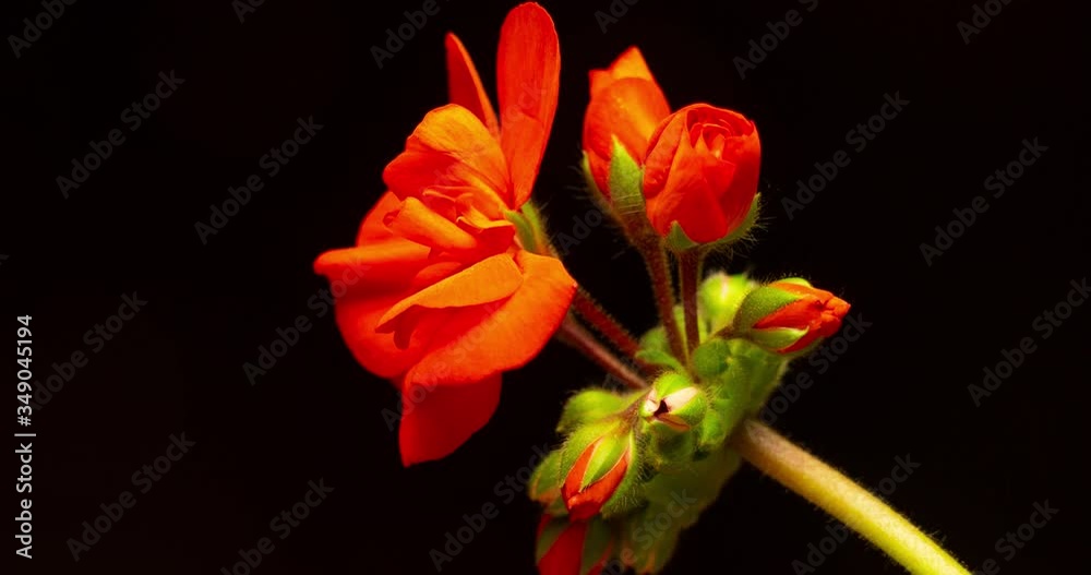 Red flower blooms timeleps. Birth of new life, flower birth, red flower, time flow, nature protection, macro shot, black background,
Red flower blooms timeleps. Birth of new life, flower birth, red flower, time flow, nature protection, macro shot, black background,