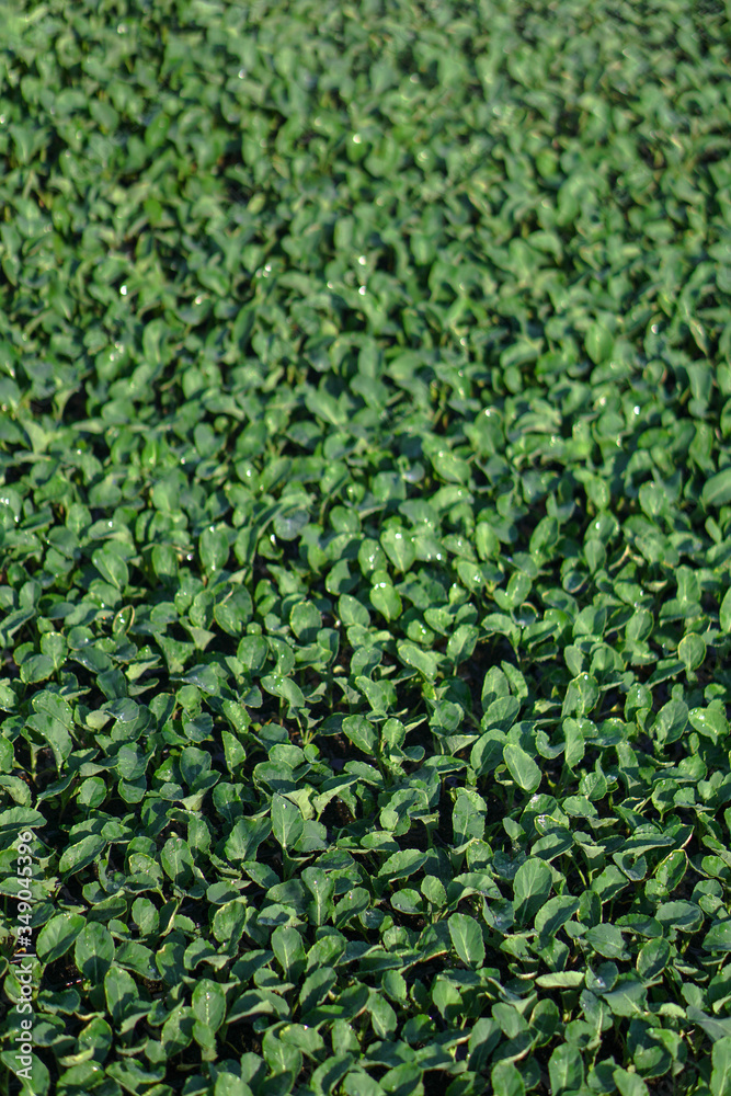 Lush vegetation in the garden. Seedlings in the greenhouse of cabbage and lettuce. Green background for vegetarians. Lush vegetation in the garden. Seedlings in the greenhouse of cabbage and lettuce. Green background for vegetarians.