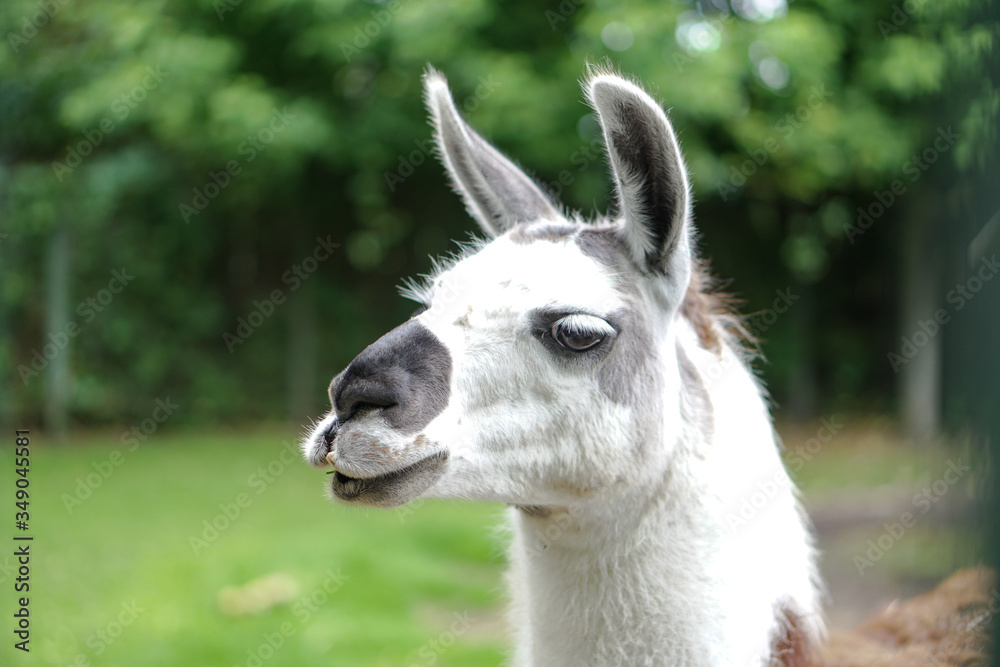 Beautiful and funny llama in the fence. Farmland. The animal is domestic. Stock photo