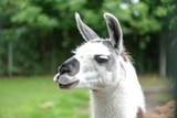 Beautiful and funny llama in the fence. Farmland. The animal is domestic. Stock photo