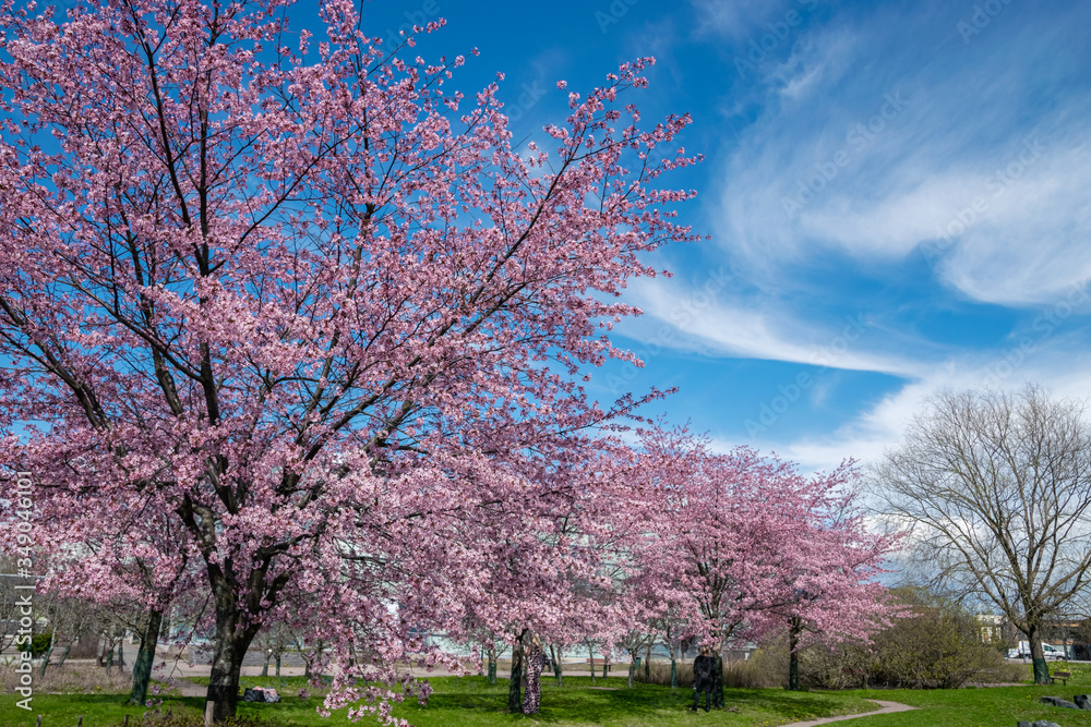 Scenic Springtime View of a Winding Garden Path Lined by Beautiful Cherry Trees in Blossom Scenic Springtime View of a Winding Garden Path Lined by Beautiful Cherry Trees in Blossom