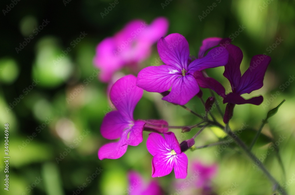 Beautiful wild spring flower with bright pink - purple flowers. Honesty aka Lunaria annua. Lunaria annua purple flowers