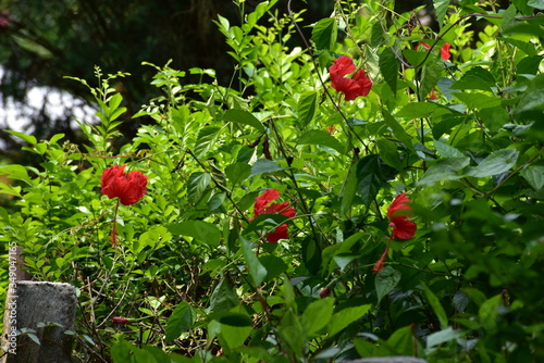red currant bush