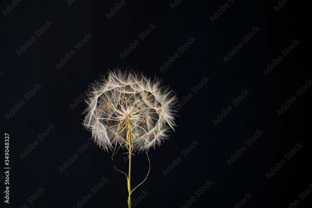 dandelion on black background dandelion on black background