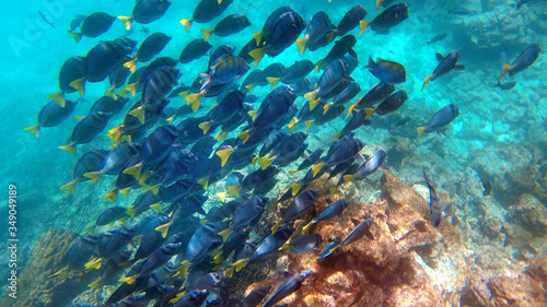 Big school of Surgeon fish at the Galapagos Islands