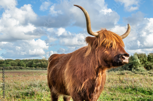 Szkockie krowy żyjące na terenie rezerwatu przyrody w Holandii Północnej. #349049556