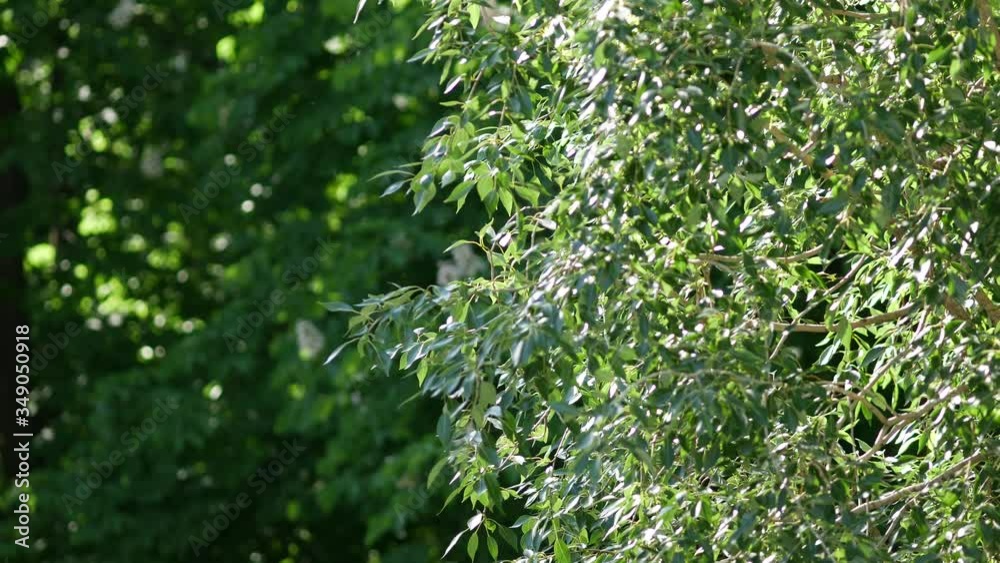 Nature green foliage of trees in early spring in yard, in garden or in park under light warm breeze. Soft green tints in bokeh. Blurred calm summer background on backdrop. Quiet sunny spring day Nature green foliage of trees in early spring in yard, in garden or in park under light warm breeze. Soft green tints in bokeh. Blurred calm summer background on backdrop. Quiet sunny spring day