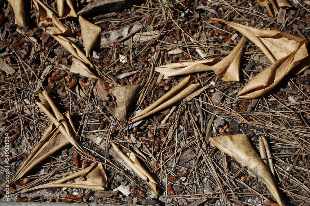 close up of a pile of wood chips close up of a pile of wood chips