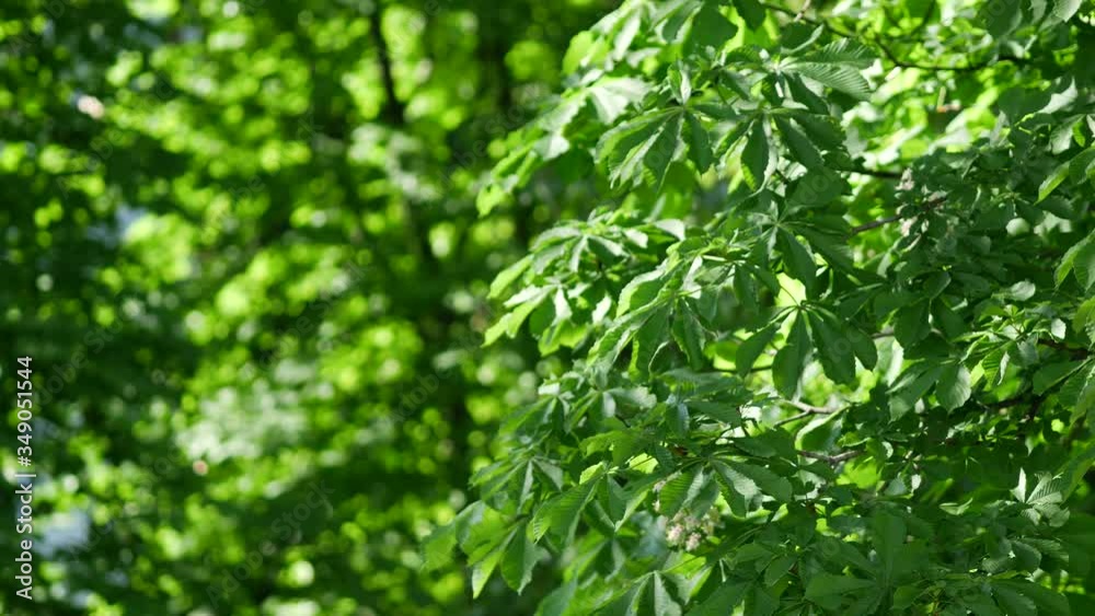 Blooming chestnut. Template or mock up for nature relaxing screensaver. Green foliage of trees in early spring. Soft green tints in bokeh. Blurred calm summer background on backdrop. Quiet sunny day Blooming chestnut. Template or mock up for nature relaxing screensaver. Green foliage of trees in early spring. Soft green tints in bokeh. Blurred calm summer background on backdrop. Quiet sunny day