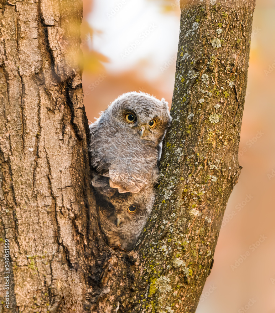 Obraz premium Two Eastern Screech Owlet's First Day Out of the Nest