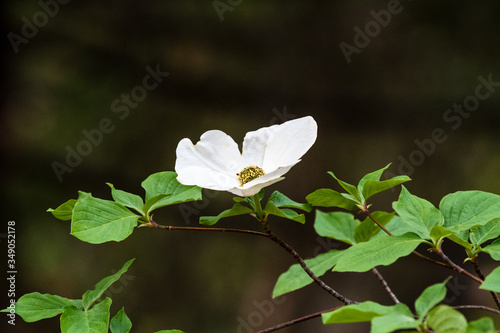 Pacific dogwood in the Oregon woods