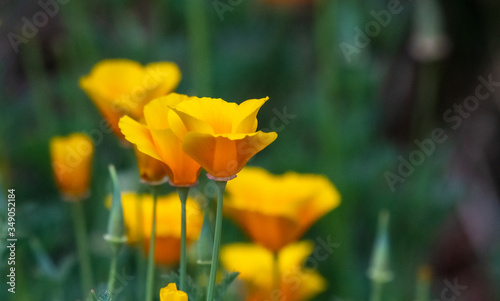 California poppies in an Oregon field