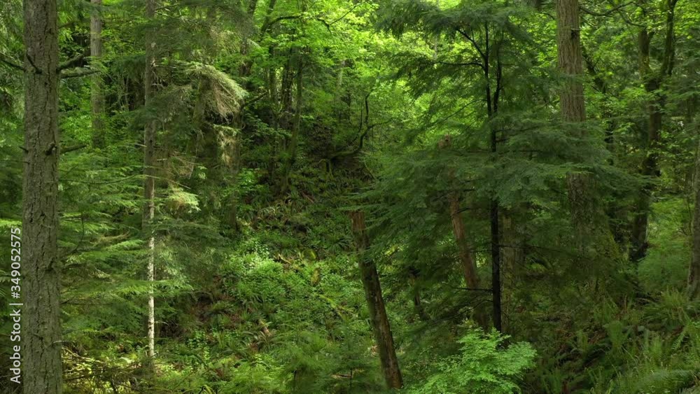 Lush Pacific Northwest Rain Forest During Springtime Growth. A drone look at a fir and cedar forest flying over a valley of sword ferns and undergrowth. Lush Pacific Northwest Rain Forest During Springtime Growth. A drone look at a fir and cedar forest flying over a valley of sword ferns and undergrowth.