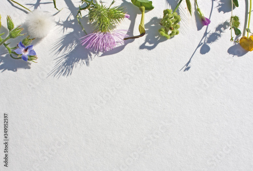 Cornice di fiori selvatici su cartoncino ruvido, composizione fiori e piante selvatiche, copertina con fiori, base per auguri, matrimonio