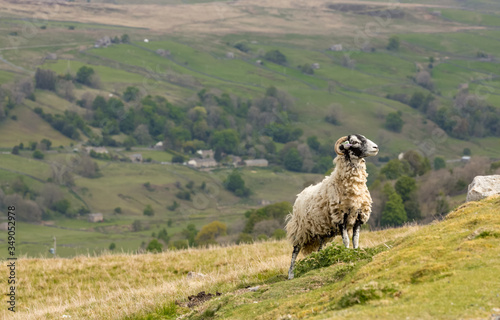 Swaledale ewe, a female sheep, looking for her lamb on steep moorland above the village of Gunnerside in the Yorkshire Dales, England. Swaledale sheep are native to this area of North Yorkshire. 