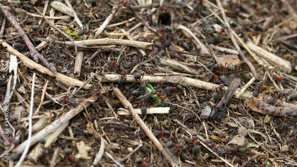 4k video of ants working on ants nest. 4k video of ants working on ants nest.