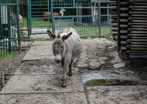 Donkey on a farm in the paddock. Pet walks on the street. Stock rural theme photo