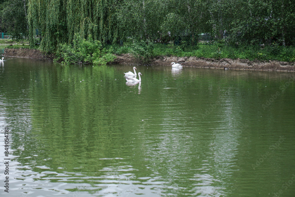 Beautiful spring river swans birds in the flowing nature. Colorful landscape in the morning and evening. Travel to deserted places of the world. Stock photo for design Beautiful spring river swans birds in the flowing nature. Colorful landscape in the morning and evening. Travel to deserted places of the world. Stock photo for design