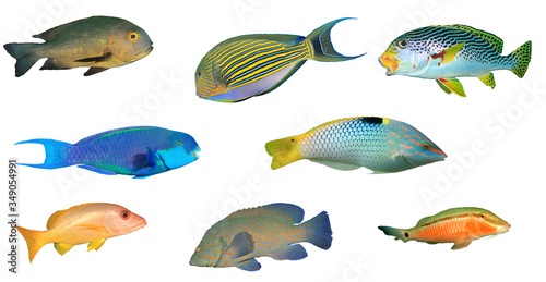 Sea fish isolated. Collection of reef fish cutout on white background. Snappers, Surgeonfish, Sweetlips, Parrotfish, Wrasse, Grouper and Goatfish 