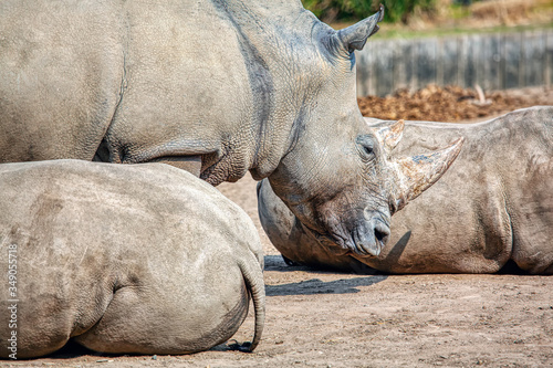 White Rhino Animals at Savannah 