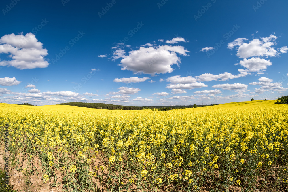 Fototapeta premium Field of beautiful springtime golden flower of rapeseed with blue sky