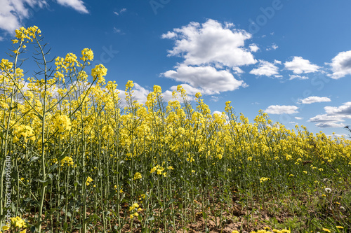 Field of beautiful springtime golden flower of rapeseed with blue sky