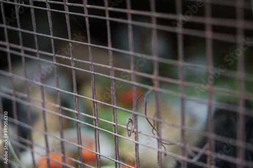 Little rabbit in a cage. A family of fluffy rabbits. Stock photo