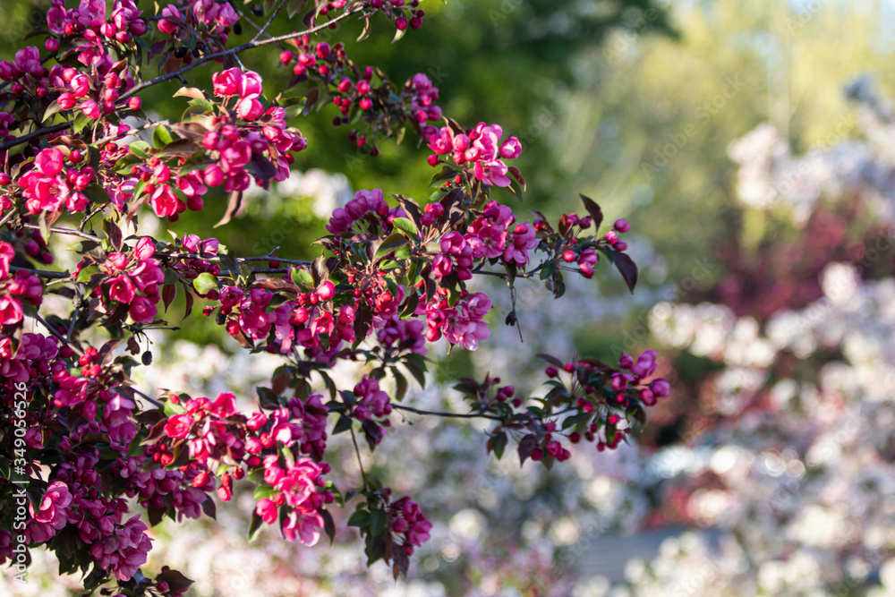 Fototapeta premium Pink Flower Blumen Bush Gebüsch Sun Sonne