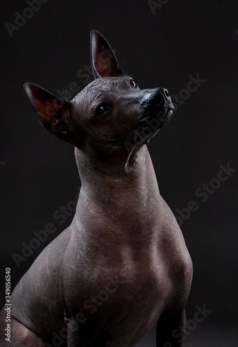 Xoloitzcuintle  Mexican Hairless Dog   portrait close-up sitting on neutral gray background  