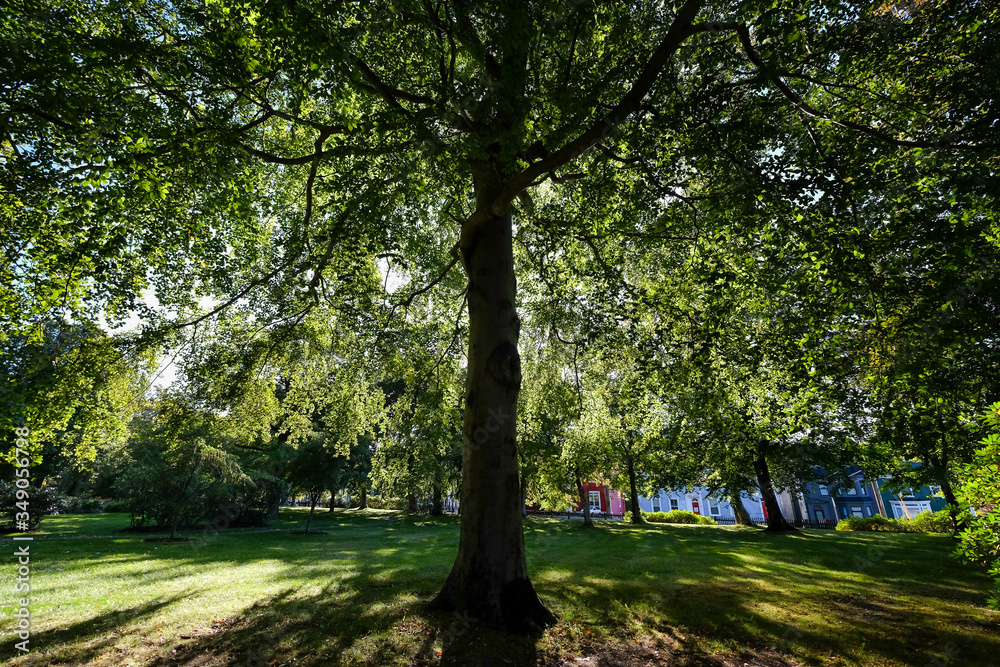 Obraz premium A large tree trunk of a maple tree. The large tree has high branches covered in deep dark green leaves. The tree has a circular shape. There are buildings in the background. Grass covers the ground.