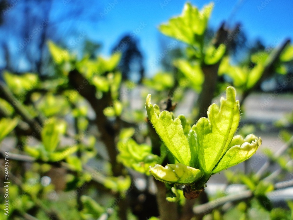 One of the first green shoots peeking out in the first days of spring from a spot on the route. One of the first green shoots peeking out in the first days of spring from a spot on the route.