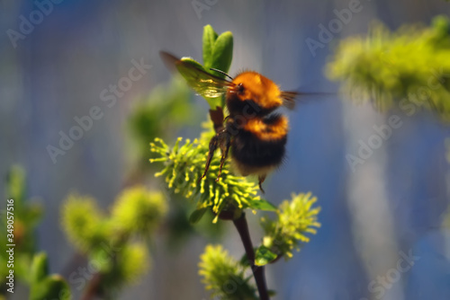 Bumblebee collecting nectar on flowering blooming blossoming pussy willow bush shrub flowers branch.