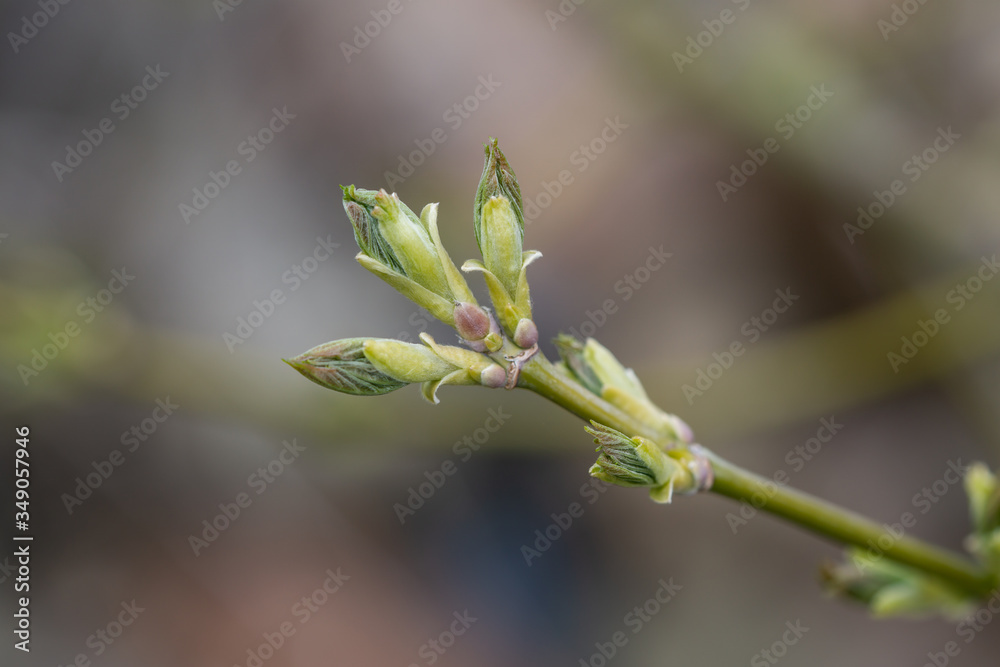 Box Elder Maple Leaves Sprouting in Springtime Box Elder Maple Leaves Sprouting in Springtime