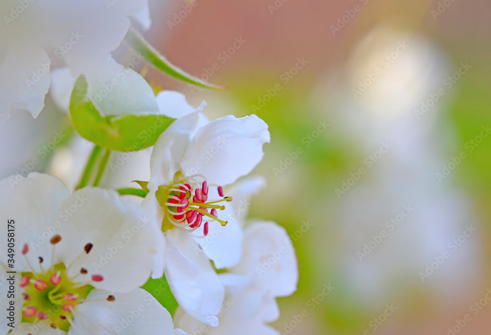 Obraz premium Blooming apricot flowers in the park