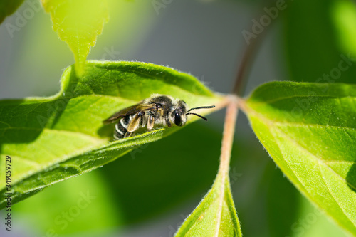 Mining Bee on Leaf in Springtime