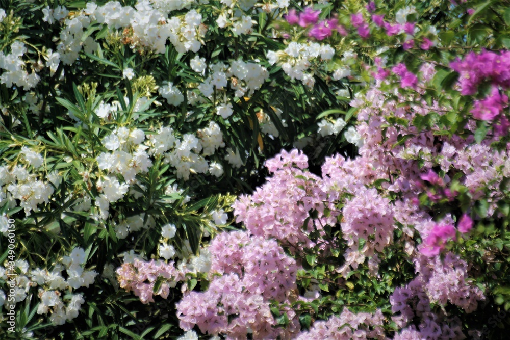 Fototapeta premium Lindo jardim!