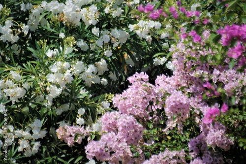 Lindo jardim!