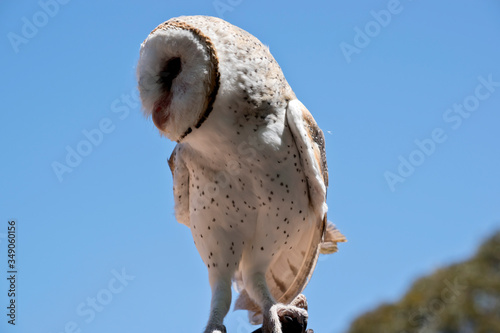 Schilderij op canvas this is a close up of a barn owl