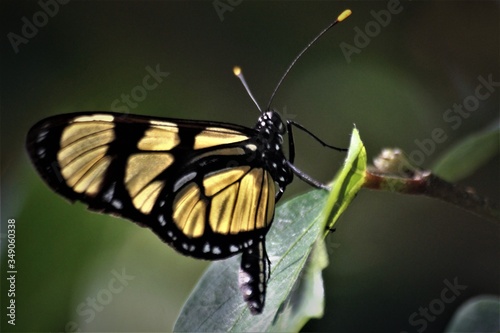 Bela borboleta!