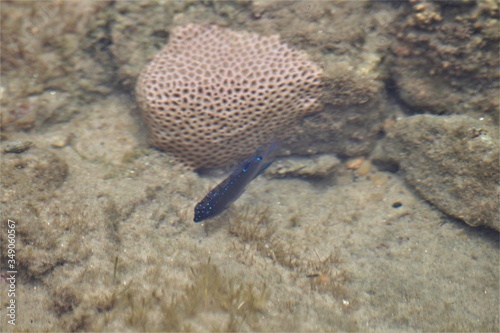 Peixe em seu habitat!