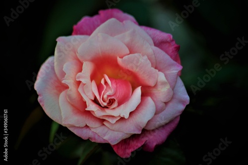 A Rosa rosa!