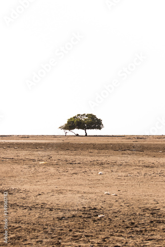 tree, drought, desert