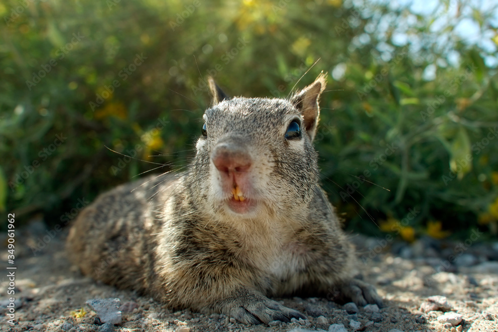 Naklejka premium Squirrel facing camera on ground. Green bush, yellow flowers, on hot and dry luminous springtime background. Cute California Ground Squirrel (Otospermophilus beecheyi). Funny, clever and quick specie.
