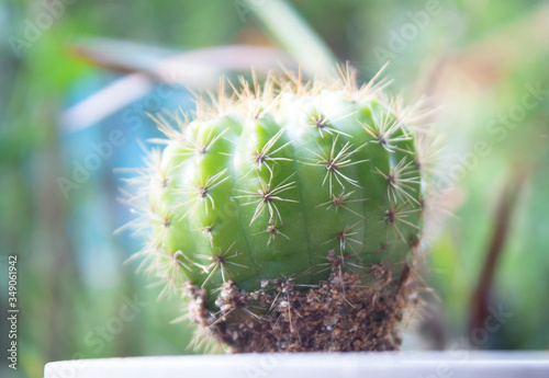 cactus
