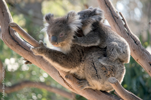 the koala and joey are in a tree