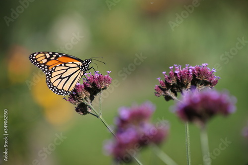 butterfly on flower © Linda