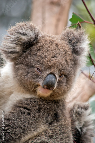 this is a close up of a young koala