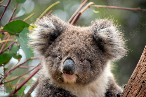 Fototapeta Naklejka Na Ścianę i Meble -  this is a close up of a young koala