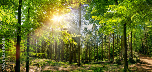 Silent Forest in spring with beautiful bright sun rays © AA+W